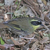 Yellow-throated Scrubwren